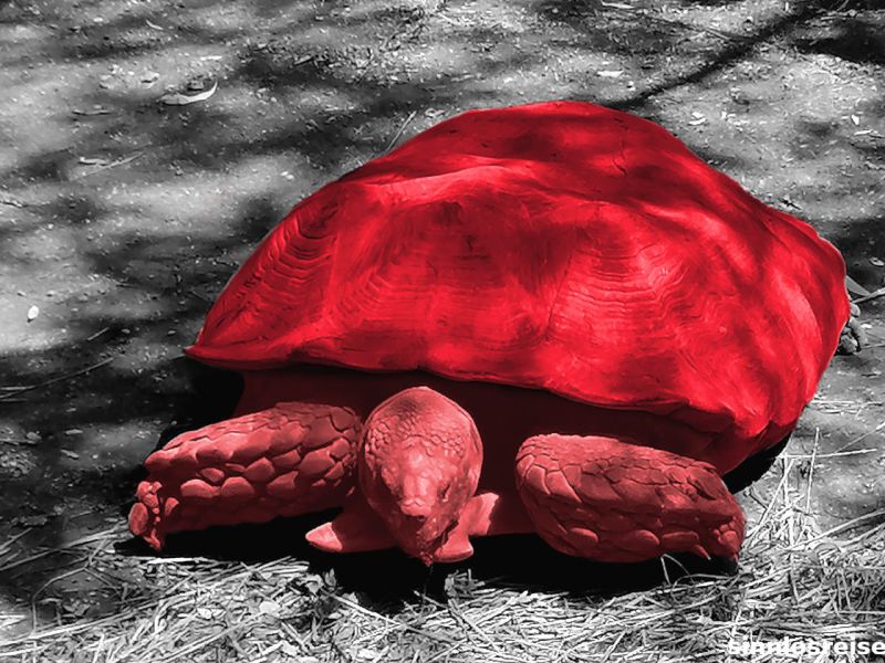 Die rote Schildkröte